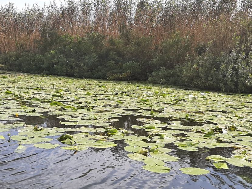  - Rezervația de nuferi Delta Dunării