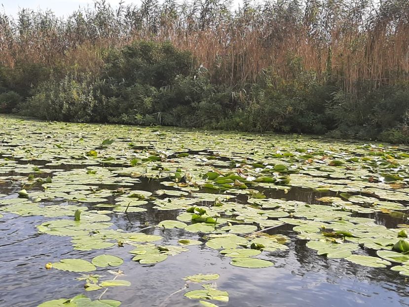  - Rezervația de nuferi Delta Dunării