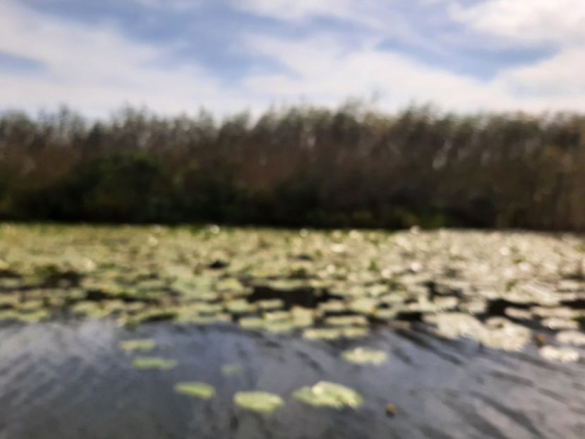  - Rezervația de nuferi Delta Dunării