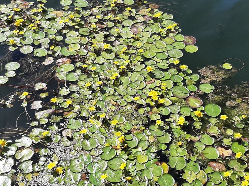  - Rezervația de nuferi Delta Dunării