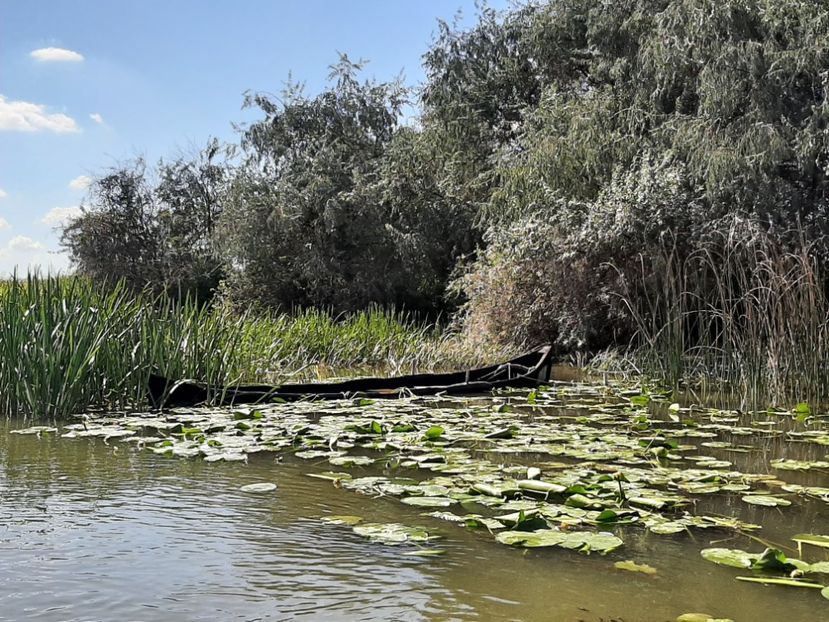  - Rezervația de nuferi Delta Dunării