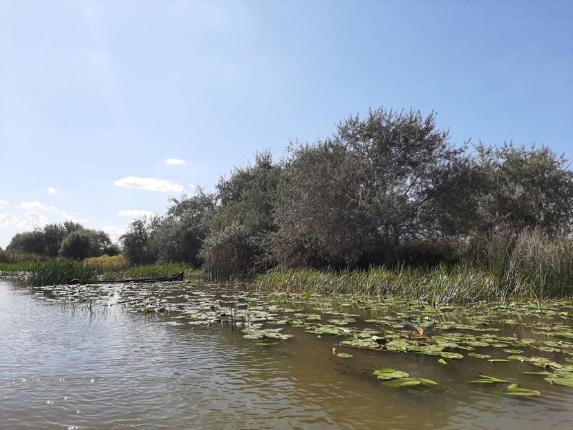  - Rezervația de nuferi Delta Dunării