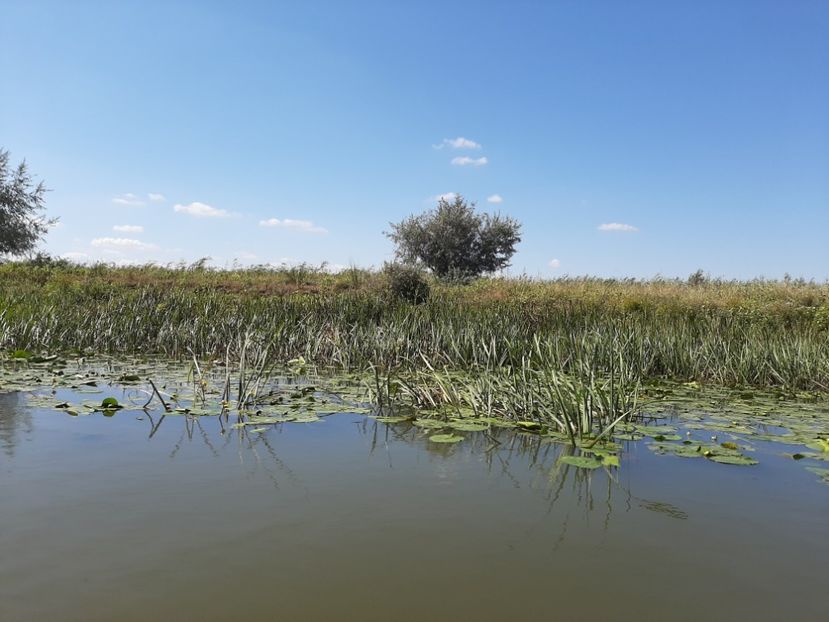  - Rezervația de nuferi Delta Dunării