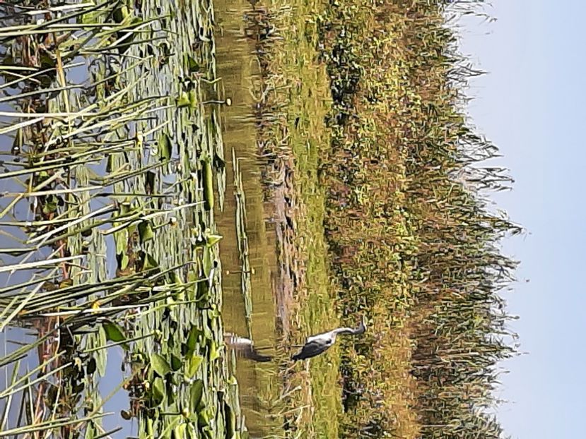  - Rezervația de nuferi Delta Dunării