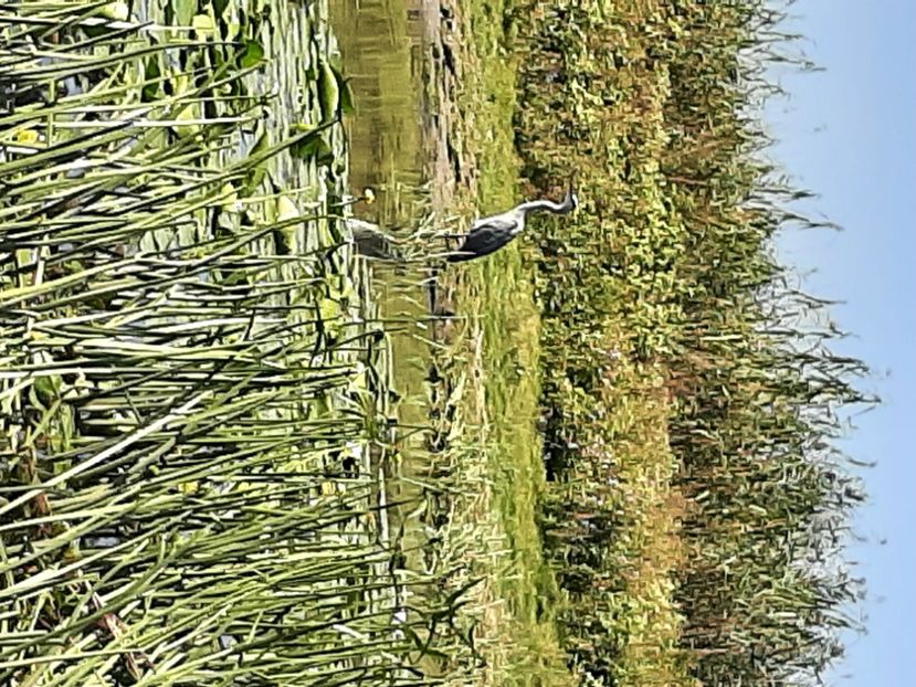  - Rezervația de nuferi Delta Dunării