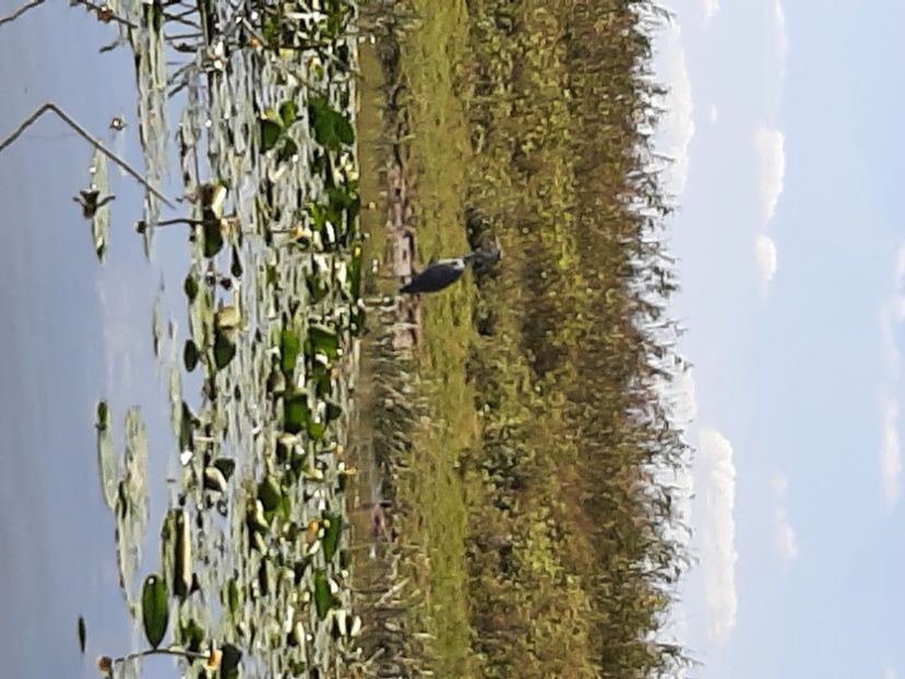  - Rezervația de nuferi Delta Dunării