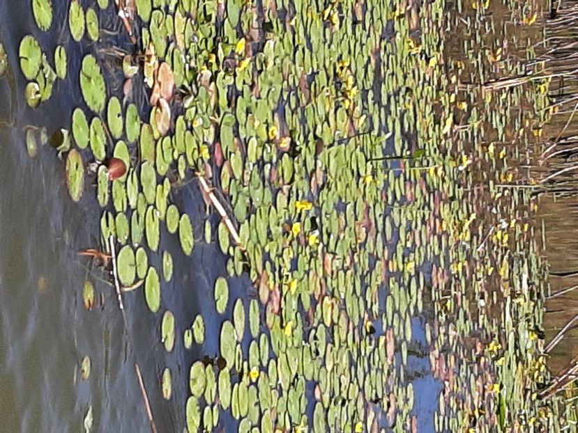  - Rezervația de nuferi Delta Dunării
