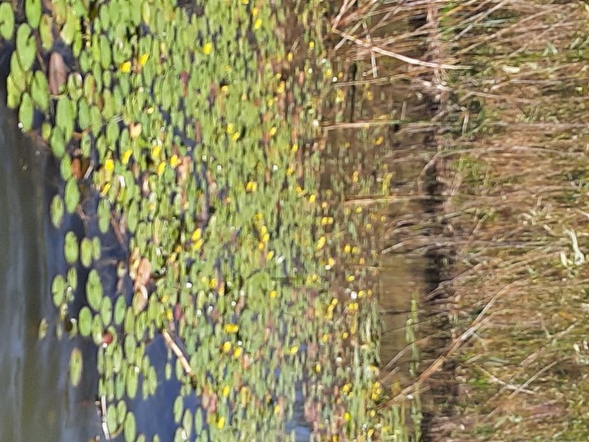  - Rezervația de nuferi Delta Dunării