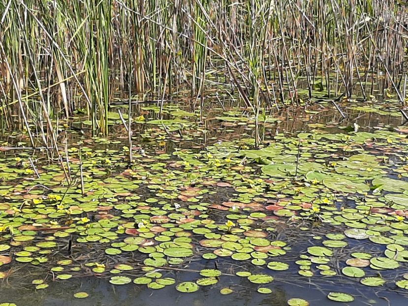  - Rezervația de nuferi Delta Dunării