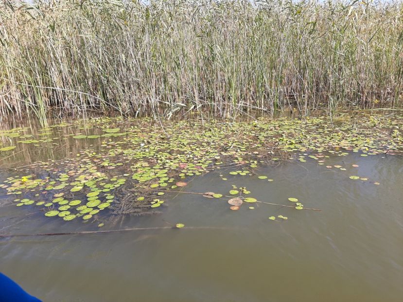  - Rezervația de nuferi Delta Dunării