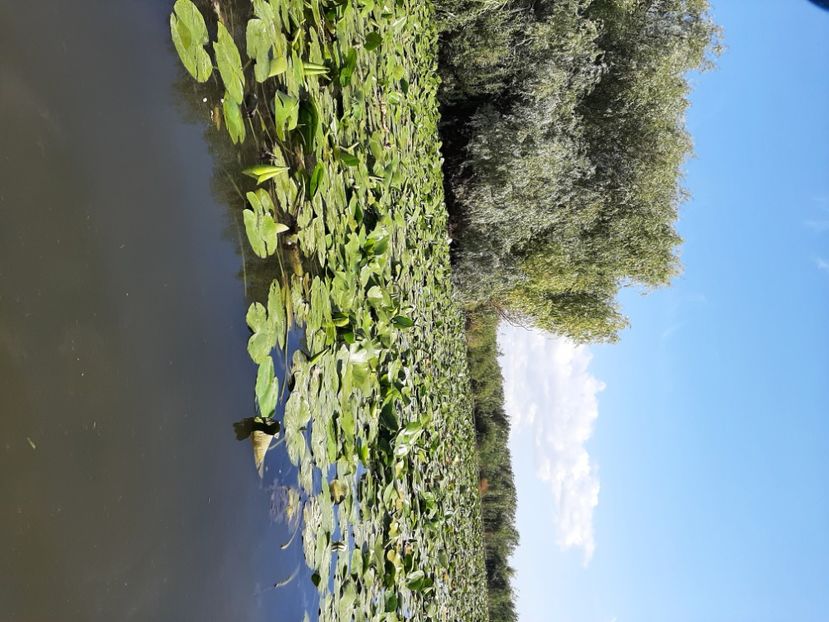  - Rezervația de nuferi Delta Dunării