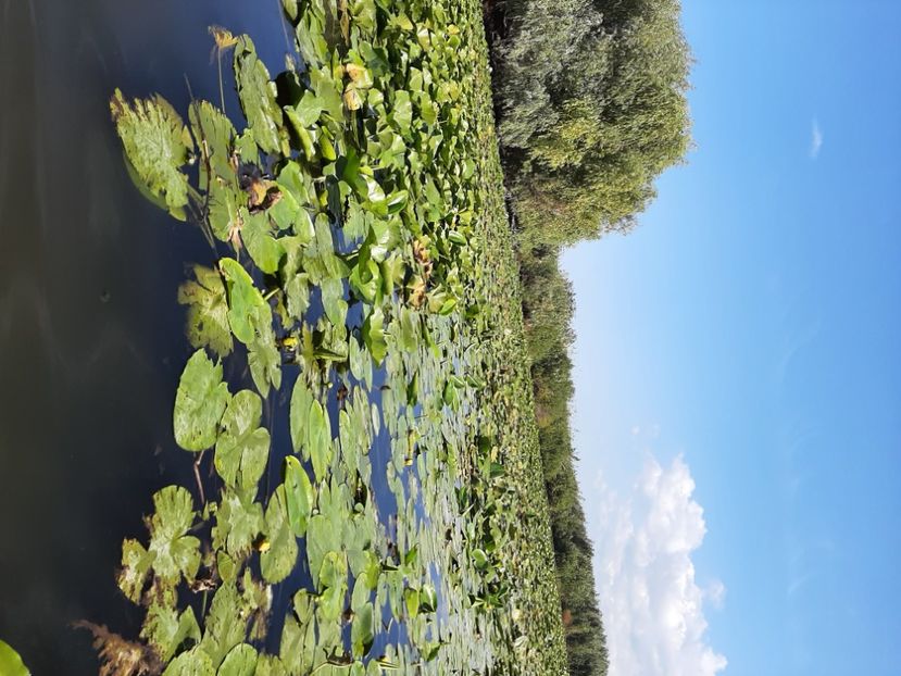  - Rezervația de nuferi Delta Dunării