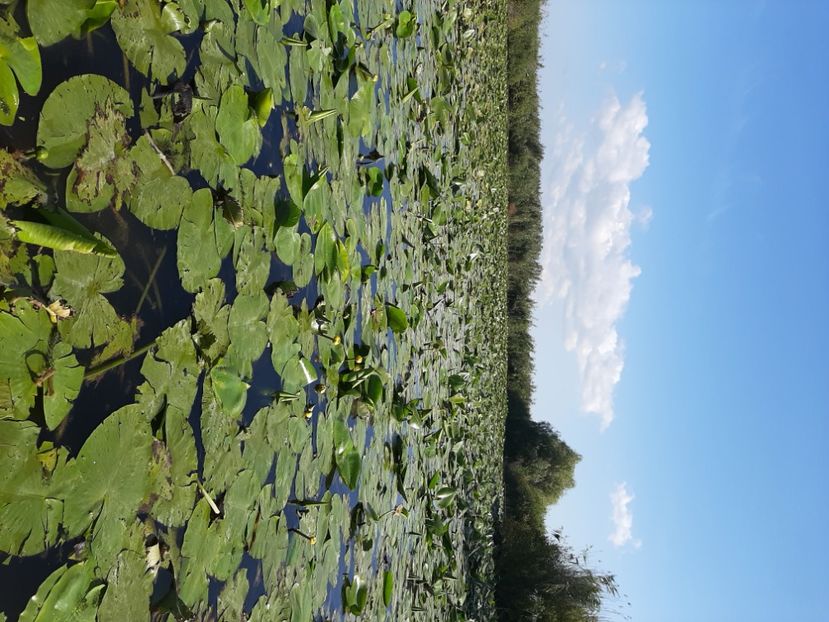  - Rezervația de nuferi Delta Dunării