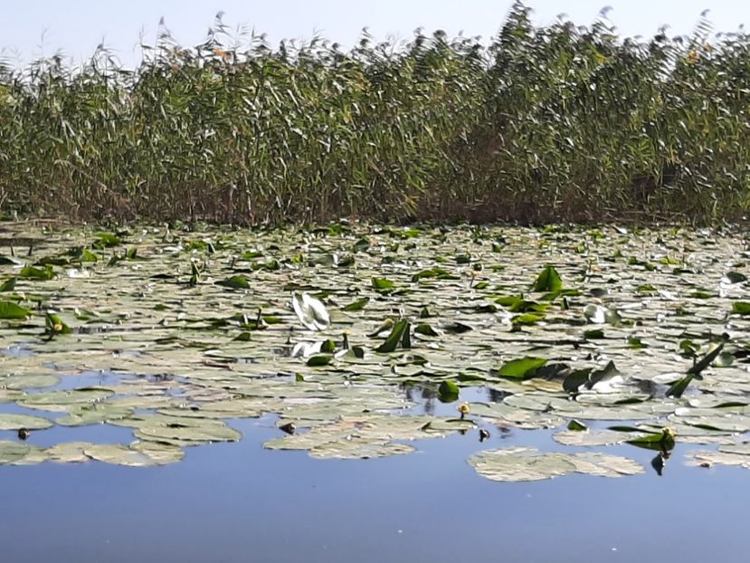  - Rezervația de nuferi Delta Dunării
