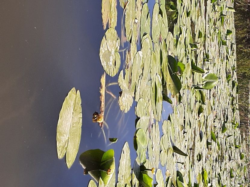  - Rezervația de nuferi Delta Dunării