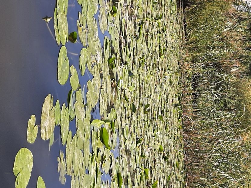  - Rezervația de nuferi Delta Dunării