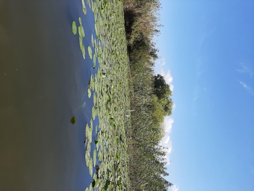  - Rezervația de nuferi Delta Dunării