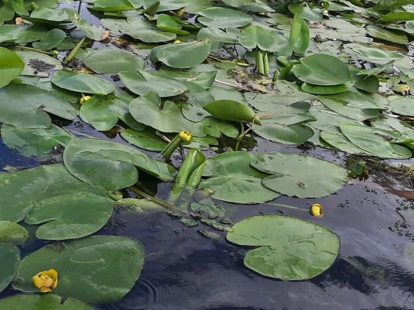  - Rezervația de nuferi Delta Dunării