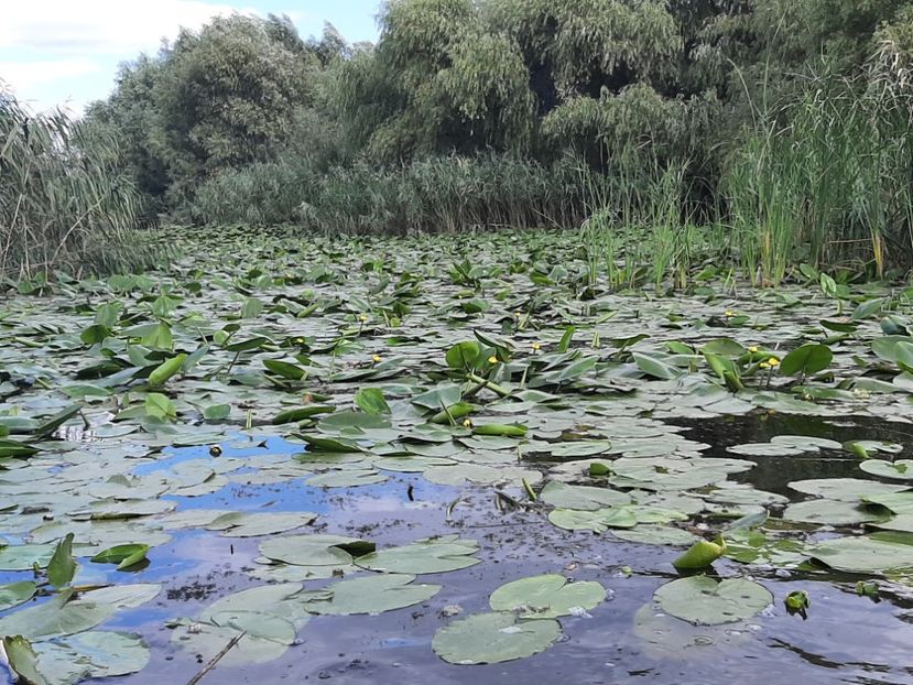  - Rezervația de nuferi Delta Dunării