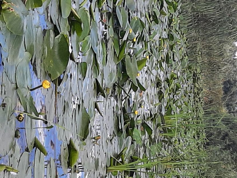  - Rezervația de nuferi Delta Dunării