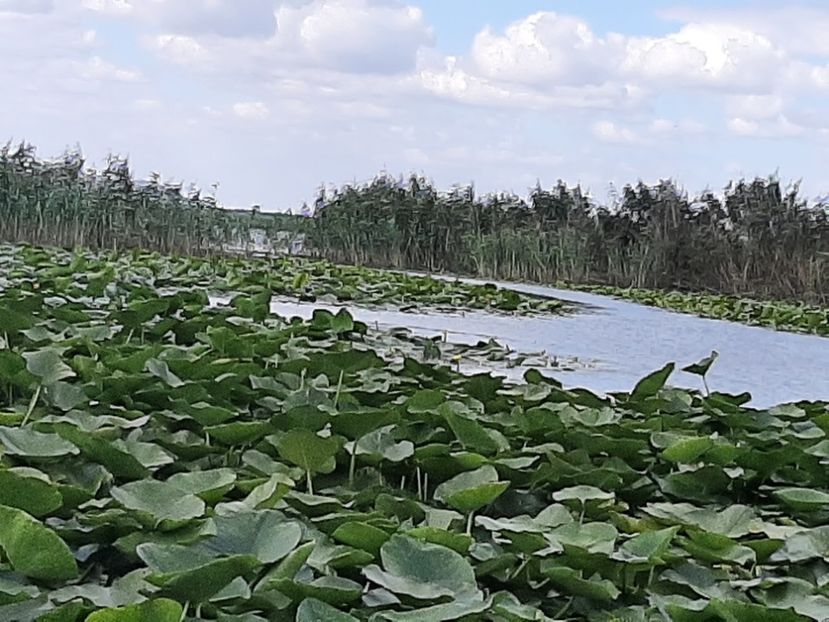  - Rezervația de nuferi Delta Dunării