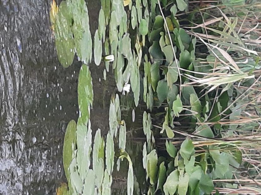  - Rezervația de nuferi Delta Dunării