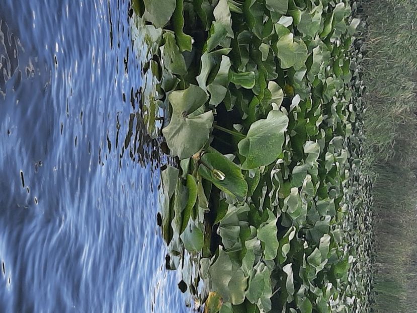  - Rezervația de nuferi Delta Dunării