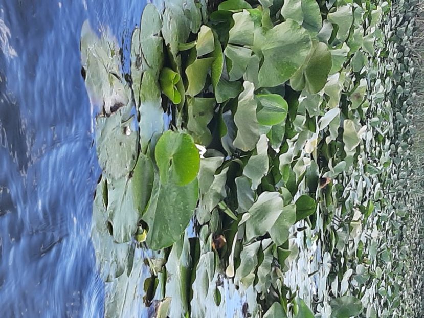  - Rezervația de nuferi Delta Dunării