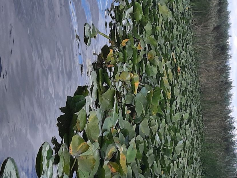  - Rezervația de nuferi Delta Dunării