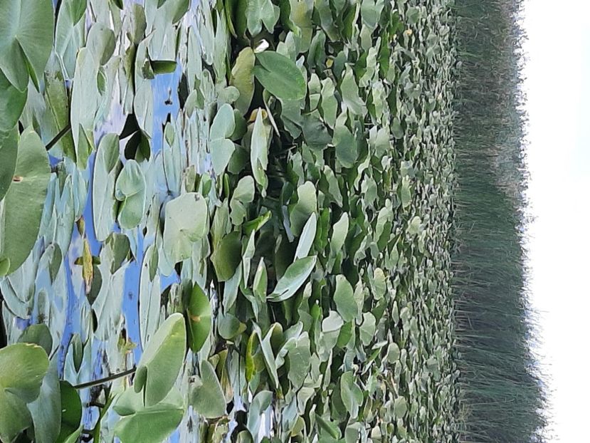 - Rezervația de nuferi Delta Dunării