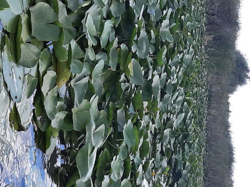  - Rezervația de nuferi Delta Dunării