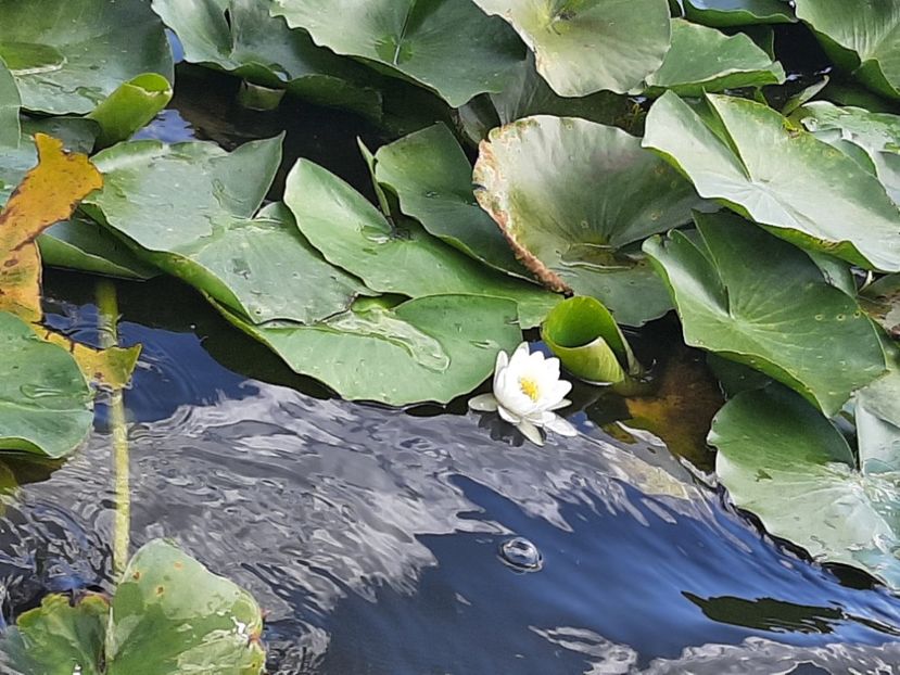  - Rezervația de nuferi Delta Dunării