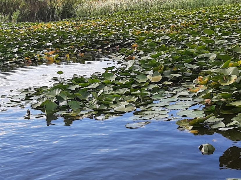  - Rezervația de nuferi Delta Dunării