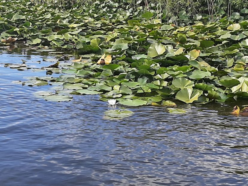  - Rezervația de nuferi Delta Dunării