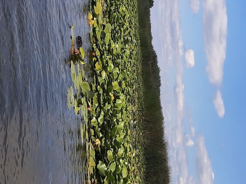  - Rezervația de nuferi Delta Dunării