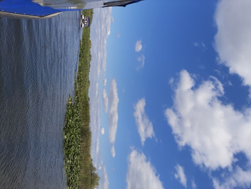  - Rezervația de nuferi Delta Dunării