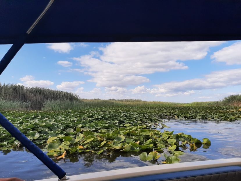  - Rezervația de nuferi Delta Dunării