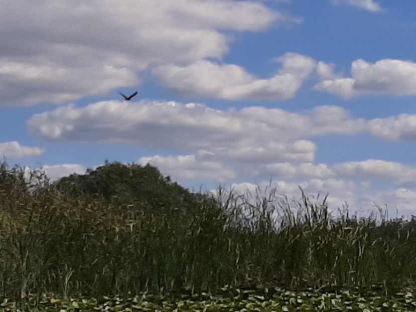  - Rezervația de nuferi Delta Dunării