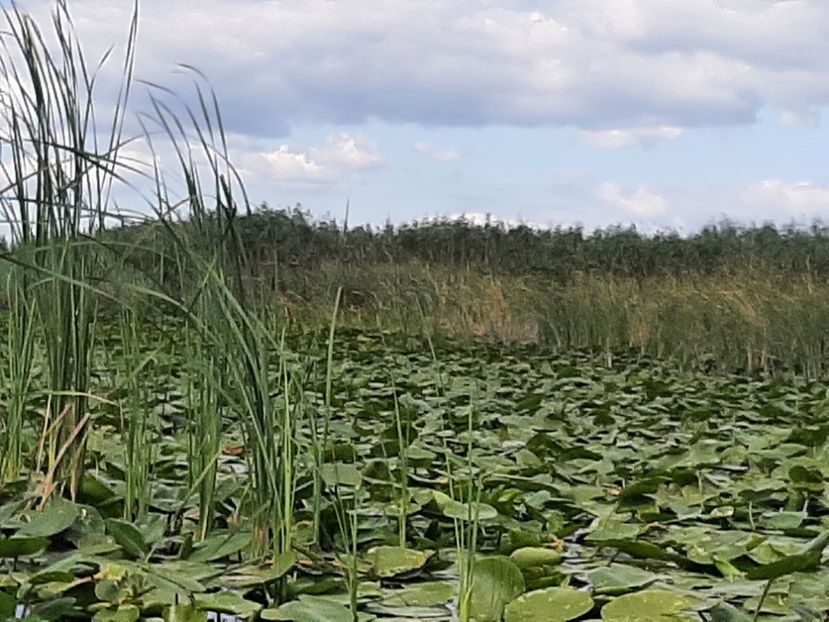  - Rezervația de nuferi Delta Dunării