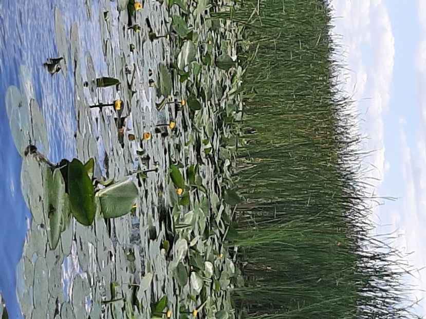  - Rezervația de nuferi Delta Dunării