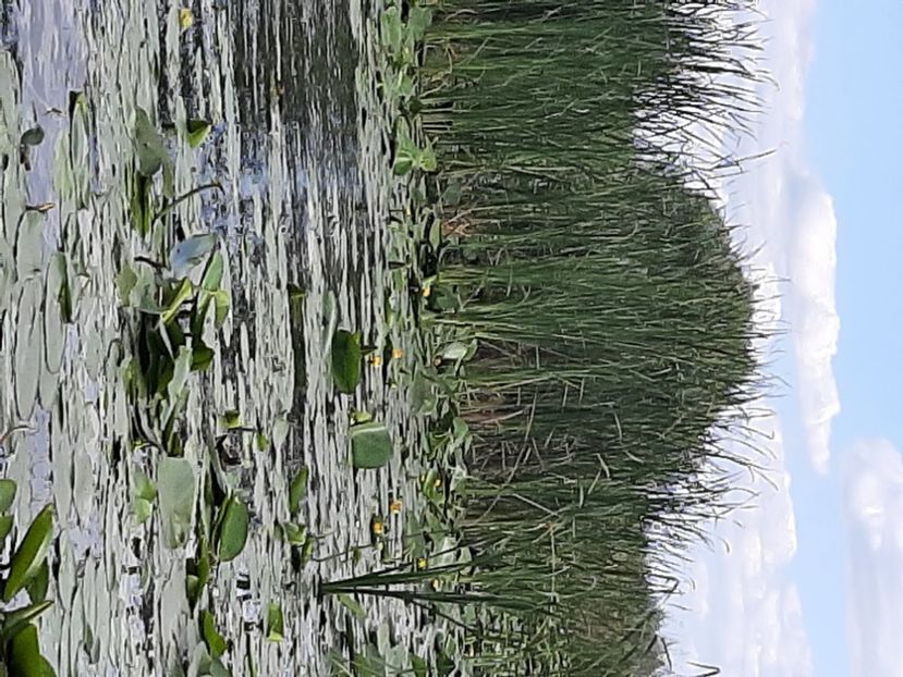  - Rezervația de nuferi Delta Dunării