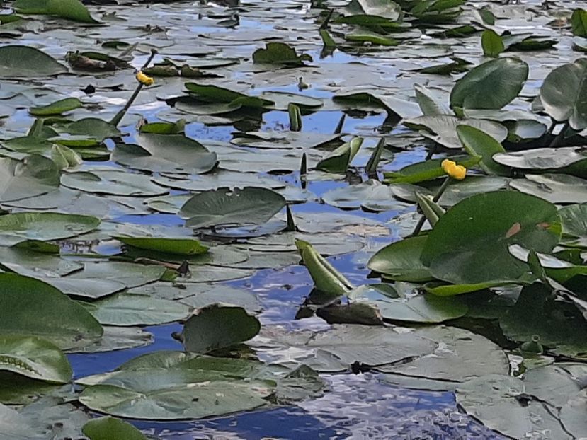  - Rezervația de nuferi Delta Dunării