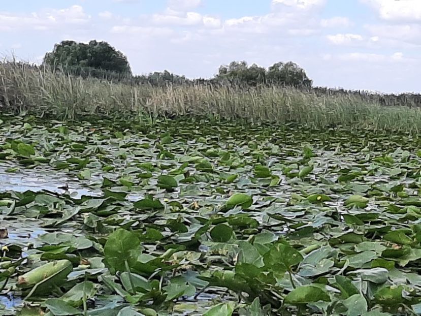  - Rezervația de nuferi Delta Dunării