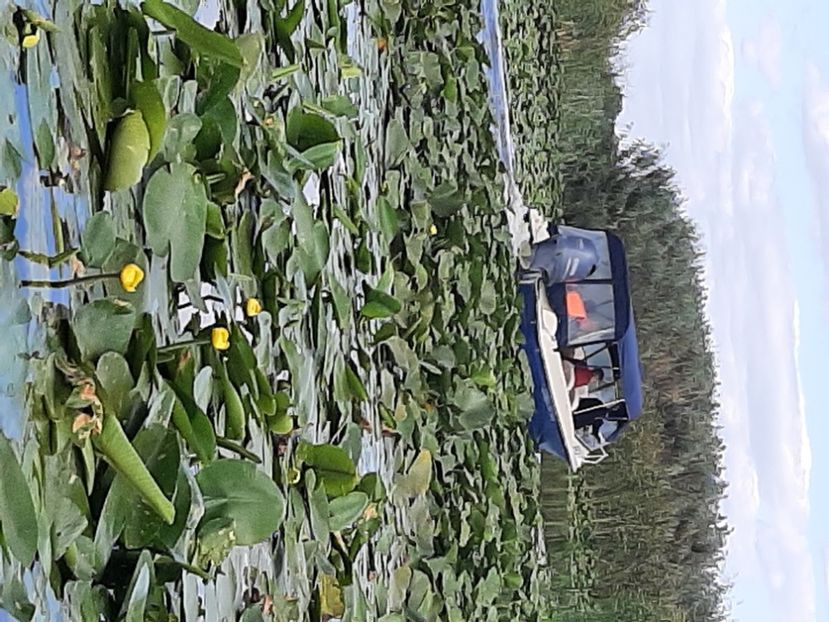  - Rezervația de nuferi Delta Dunării