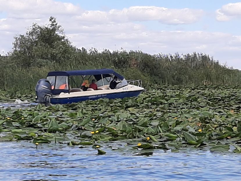  - Rezervația de nuferi Delta Dunării