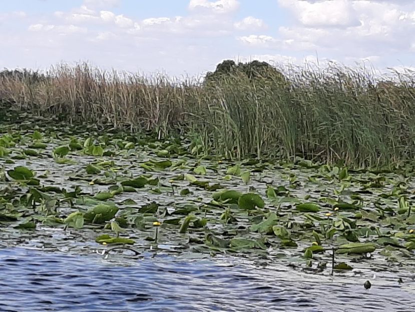  - Rezervația de nuferi Delta Dunării
