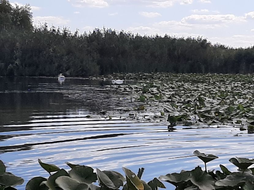  - Rezervația de nuferi Delta Dunării