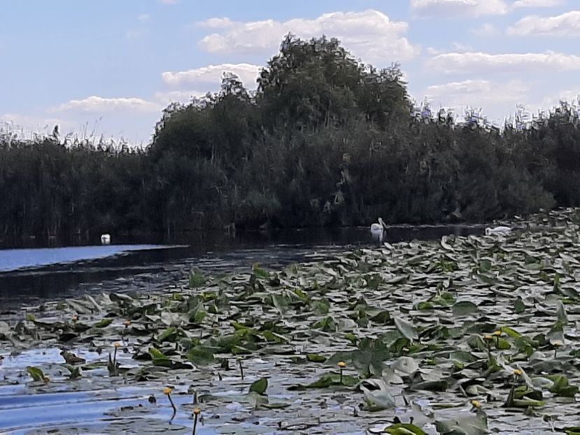  - Rezervația de nuferi Delta Dunării