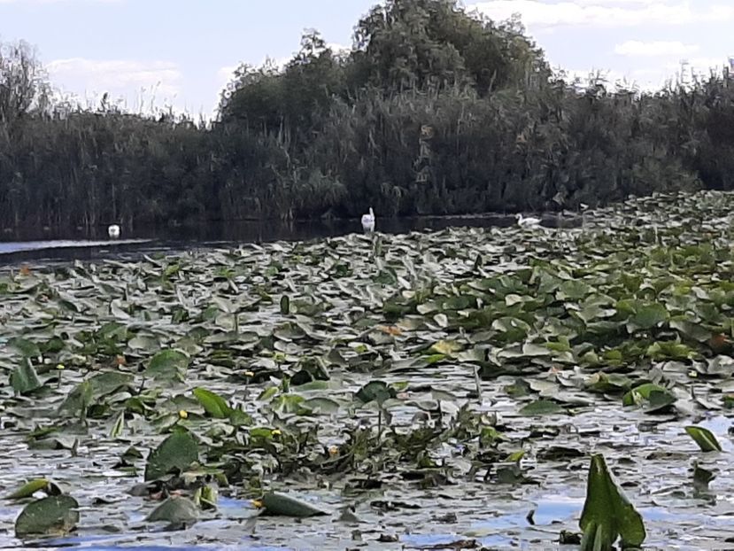  - Rezervația de nuferi Delta Dunării