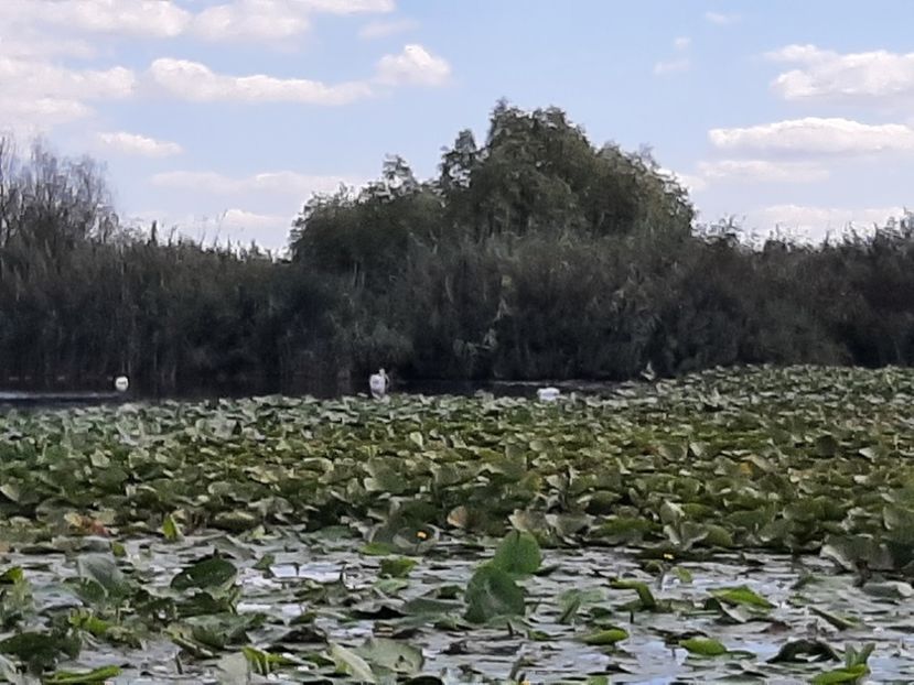  - Rezervația de nuferi Delta Dunării